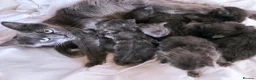 Maine Coon cats for sale: Blue maine coon kittens -DNA health tested parents - Advert 39