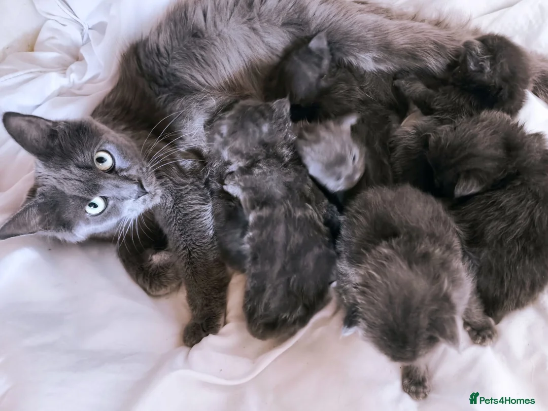 Maine Coon cats for sale: Blue maine coon kittens -DNA health tested parents - Advert 39