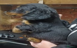 Dachshund dogs for sale: Dachshunds..Traditional Black and tan Puppies - Advert 7