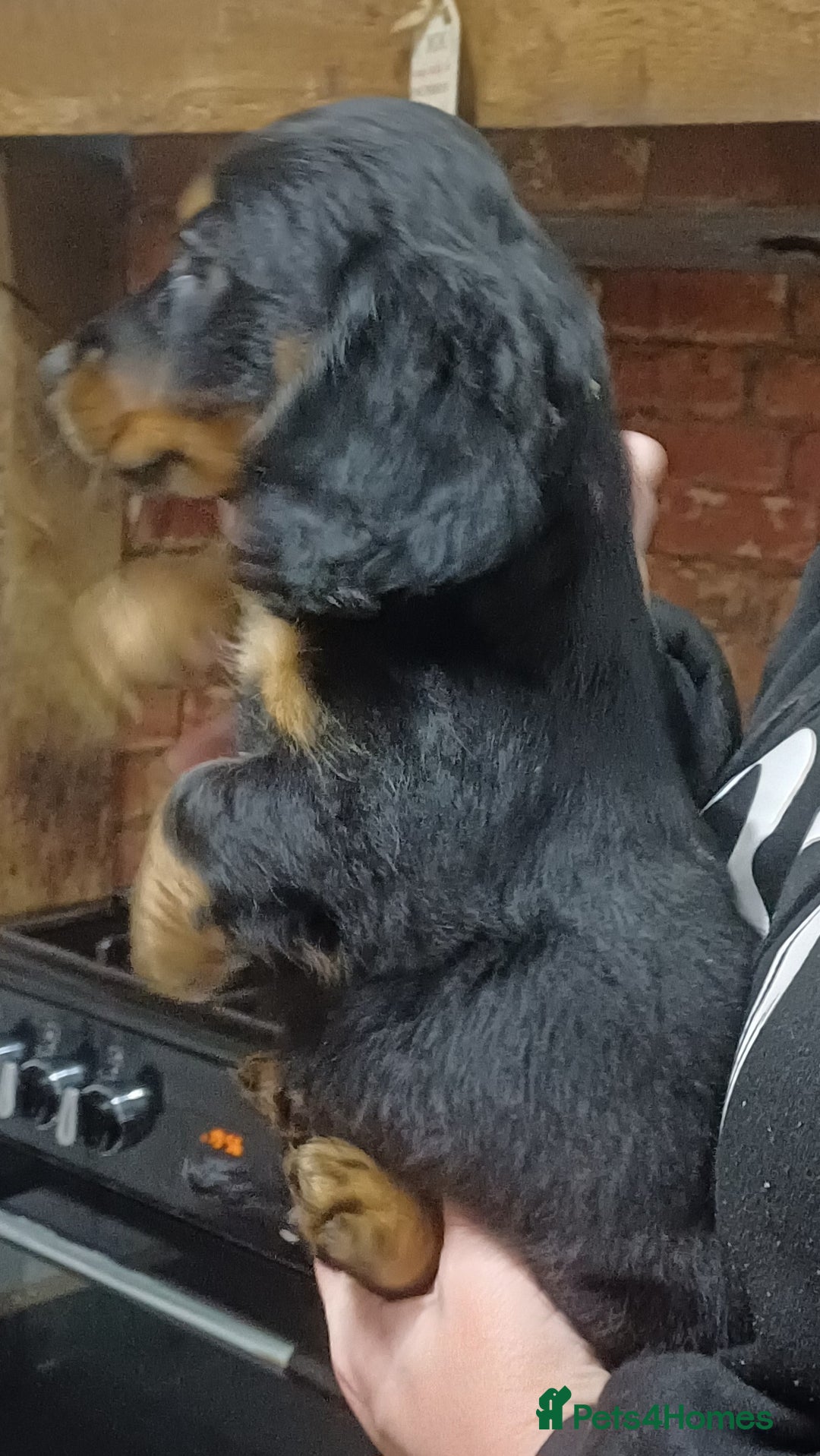 Dachshund dogs for sale: Dachshunds..Traditional Black and tan Puppies - Advert 7