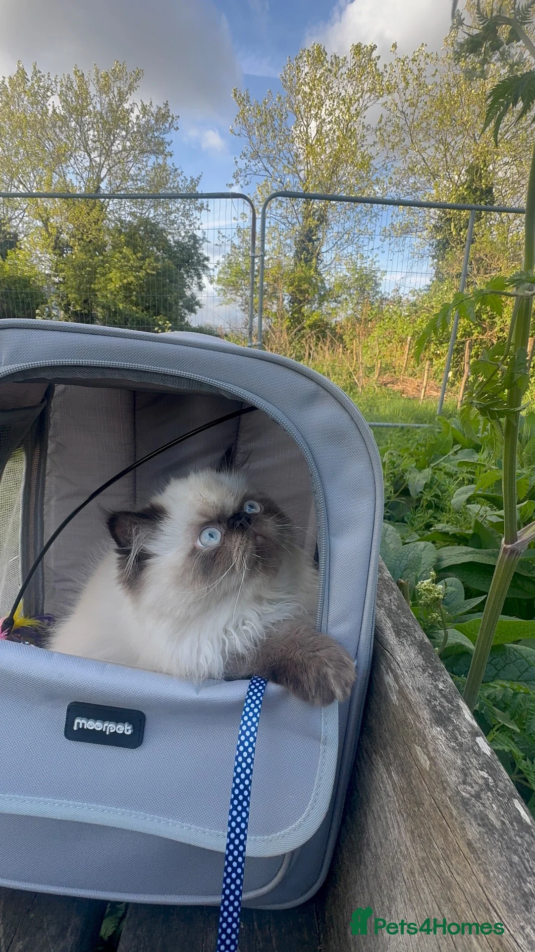 Persian cats for sale: Persian boy for adoption - Advert 5