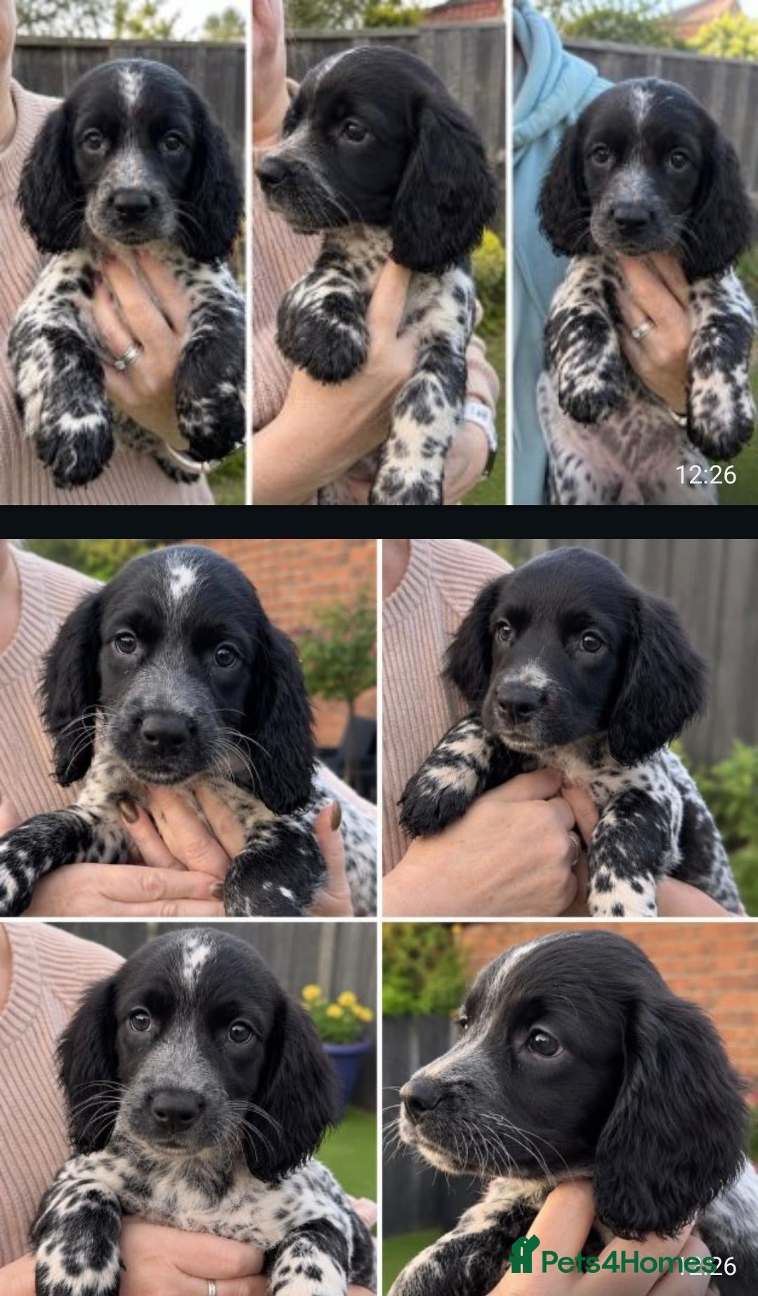 Sprocker dogs Stunning 3/4 Springer, Sprocker Pups - Ready Now - Advert 1