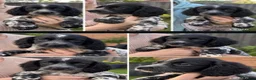 Sprocker dogs for sale: Stunning 3/4 Springer, Sprocker Pups - Ready Now - Advert 1