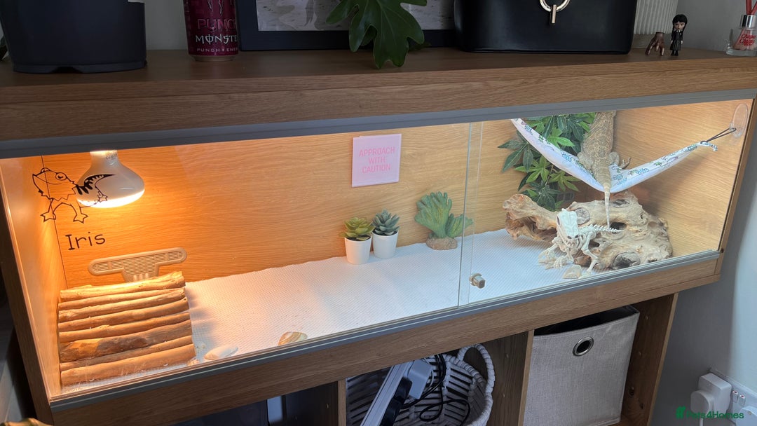 Bearded Dragon reptiles for sale: Beautiful female bearded dragon for sale! - Image 2