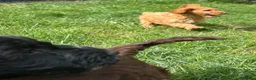 Cockapoo dogs for sale: Gorgeous Cockapoo Boys  - Advert 12