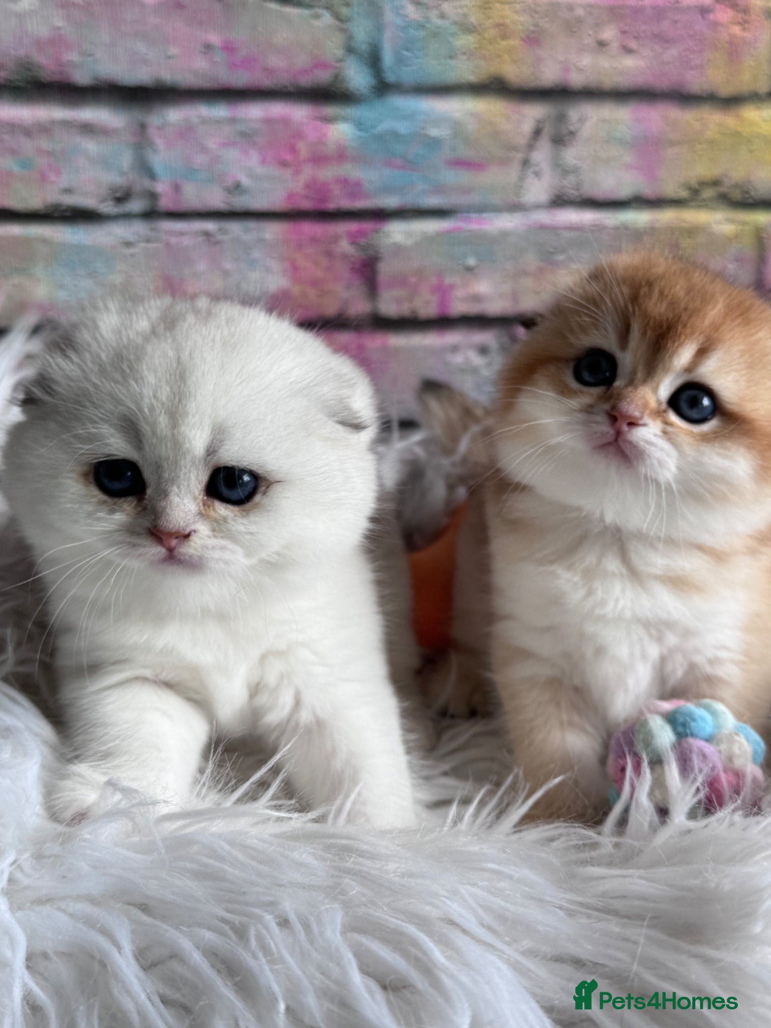 Scottish Fold cats 💎 Beautiful Scottish Fold Girls 😻 - Advert 3