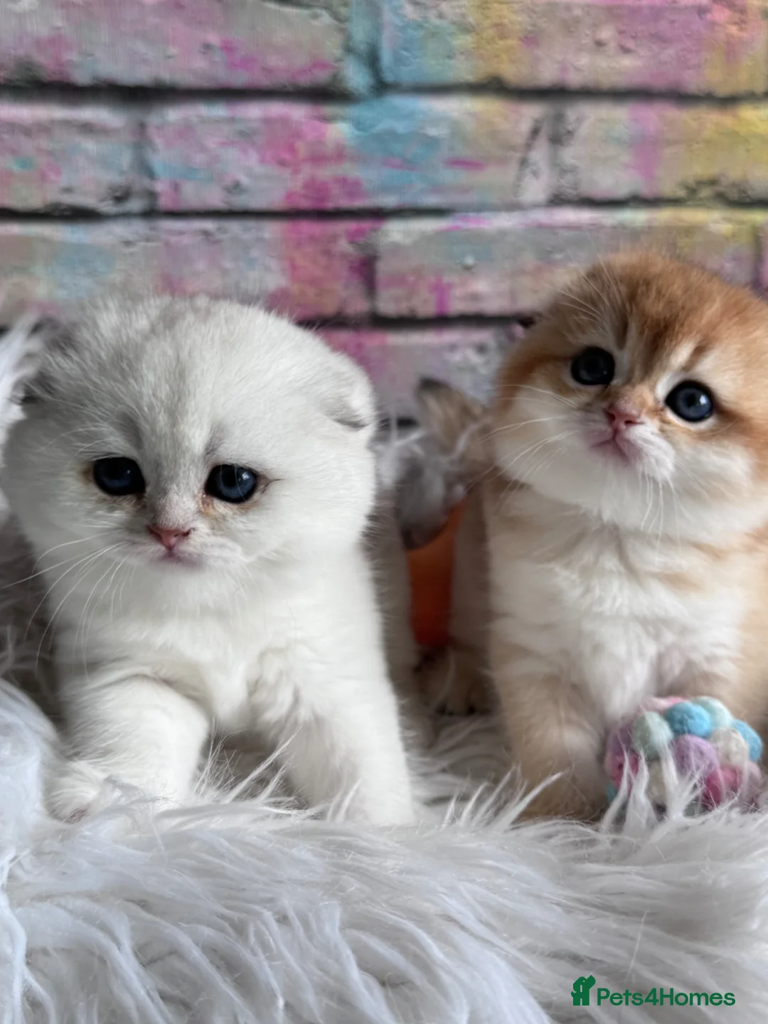 Scottish Fold cats for sale: 💎 Beautiful Scottish Fold Girls  - Advert 2