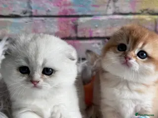 Scottish Fold cats 💎 Beautiful Scottish Fold Girls 😻 - Advert 13