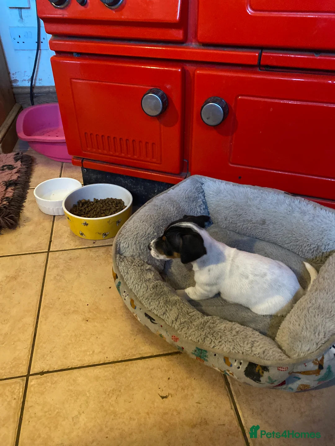 Jack Russell dogs for sale: Adorable Small Smooth Jack Russell Puppies - Advert 9