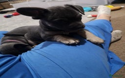 Mixed Breed dogs for sale: French Bulldog and Chihuahua Cross - Image 6