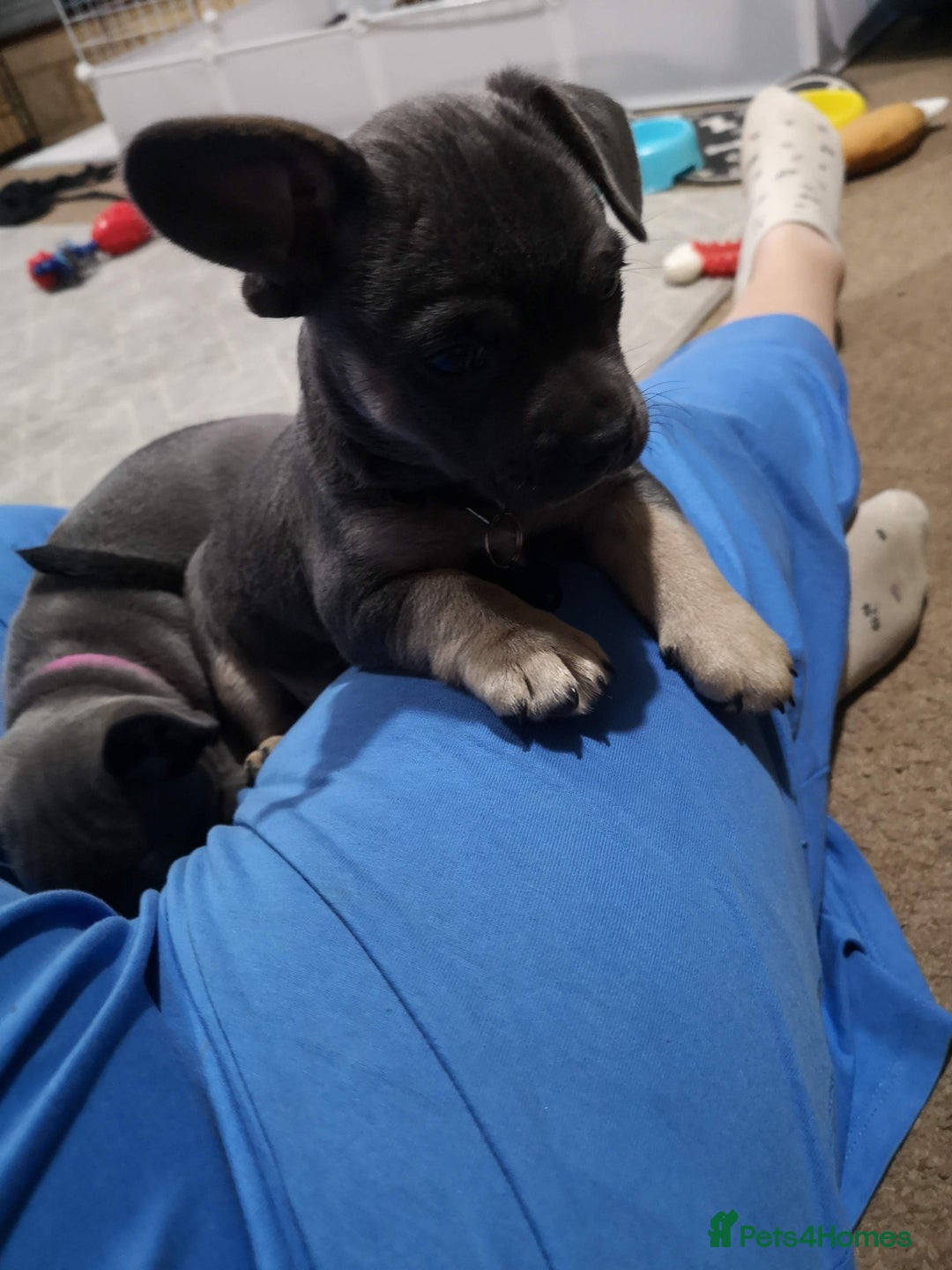 Mixed Breed dogs for sale: French Bulldog and Chihuahua Cross - Image 6