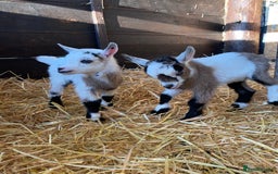 Goats livestock for sale: Beautiful Nanny Kid Pygmy Goats  - Image 1