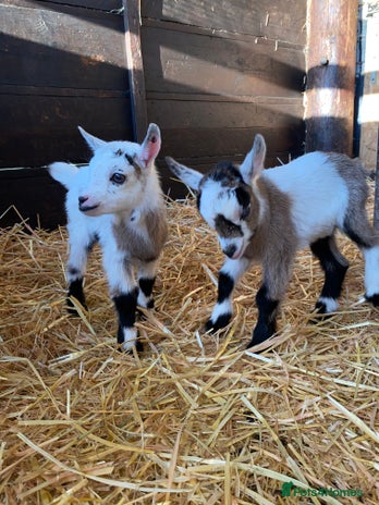 Goats livestock - Advert 14