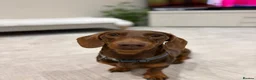 Miniature Dachshund dogs for stud: chocolate boy carries fluffy gene for stud  - Advert 7