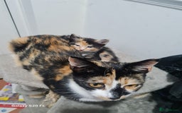 Mixed Breed cats for sale: URGENT FOREVER HOME NEEDED ASAP - Image 4