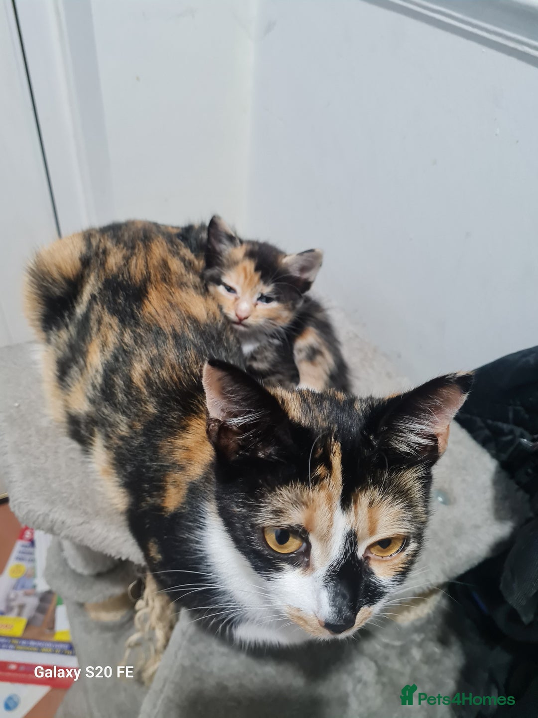 Mixed Breed cats for sale: URGENT FOREVER HOME NEEDED ASAP - Image 4