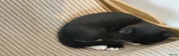 Mixed Breed cats for sale: Black & White Tuxedo Male Kitten  - Advert 9