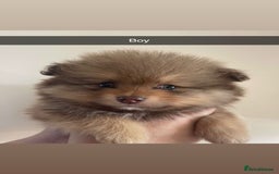 Pomeranian dogs for sale: Pomeranian puppy’s  - Image 3