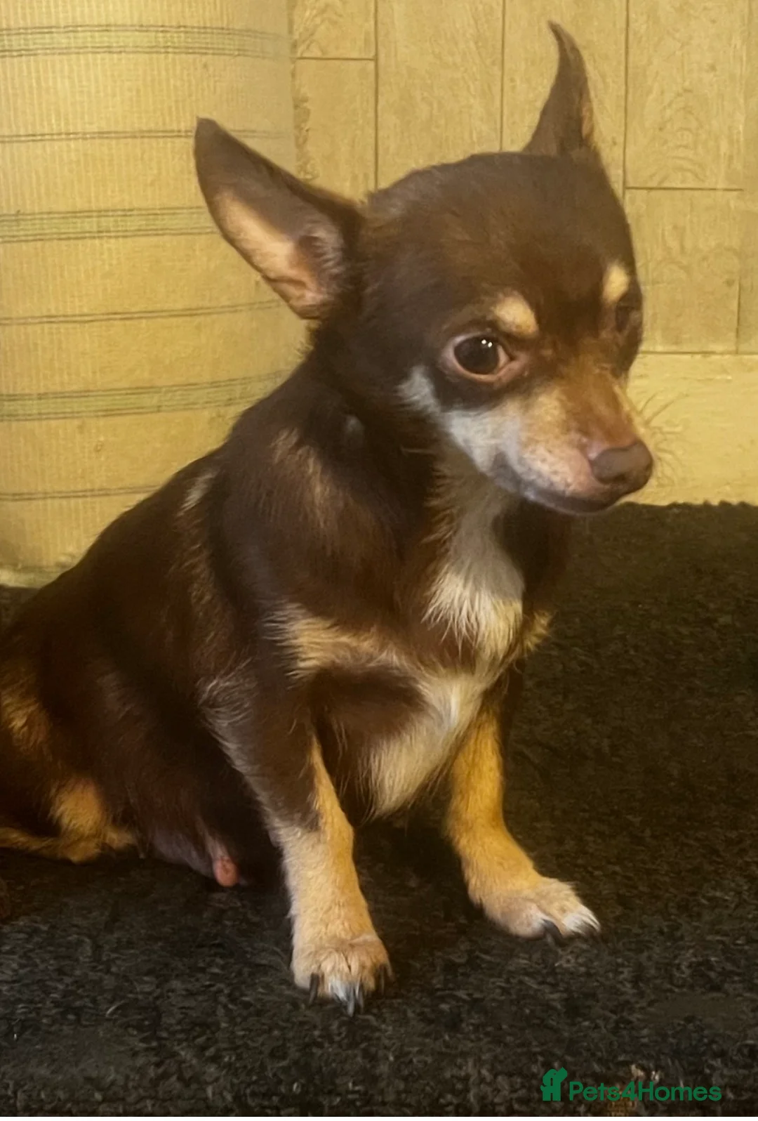 Mixed Breed dogs for sale: Chihuahua X patterdale puppies for sale - Advert 13