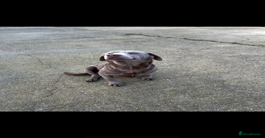 Labrador Retriever dogs - Advert 14