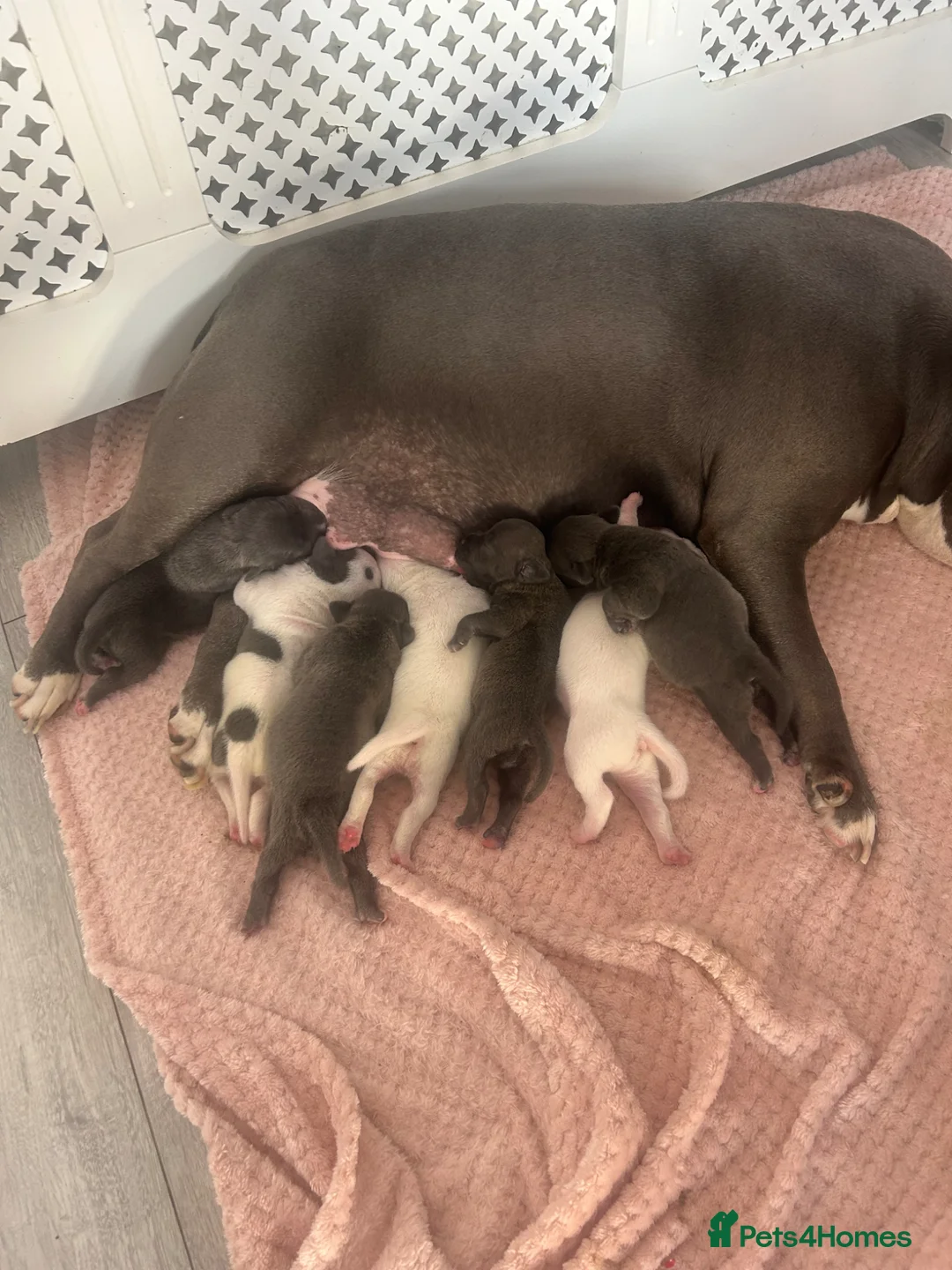 Staffordshire Bull Terrier dogs for sale: 5 beautiful girls and 2 stunning boy staffys.  in Reading - Advert 1