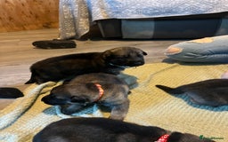 German Shepherd dogs for sale: 4 beautiful German shepherd fur babies  - Image 9