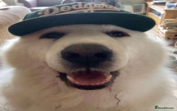 Cockalier dogs for sale: Gorgeous chunky Cockalier pupuchinos - Image 33