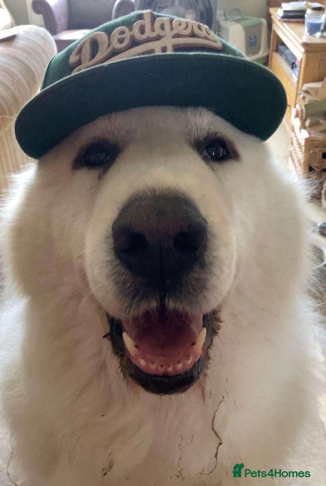 Cockalier dogs for sale: Gorgeous chunky Cockalier pupuchinos - Image 33