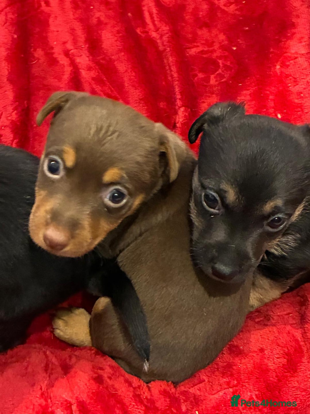 Jack Russell dogs for sale: Miniature Jack Russel Pups for sale - Advert 9