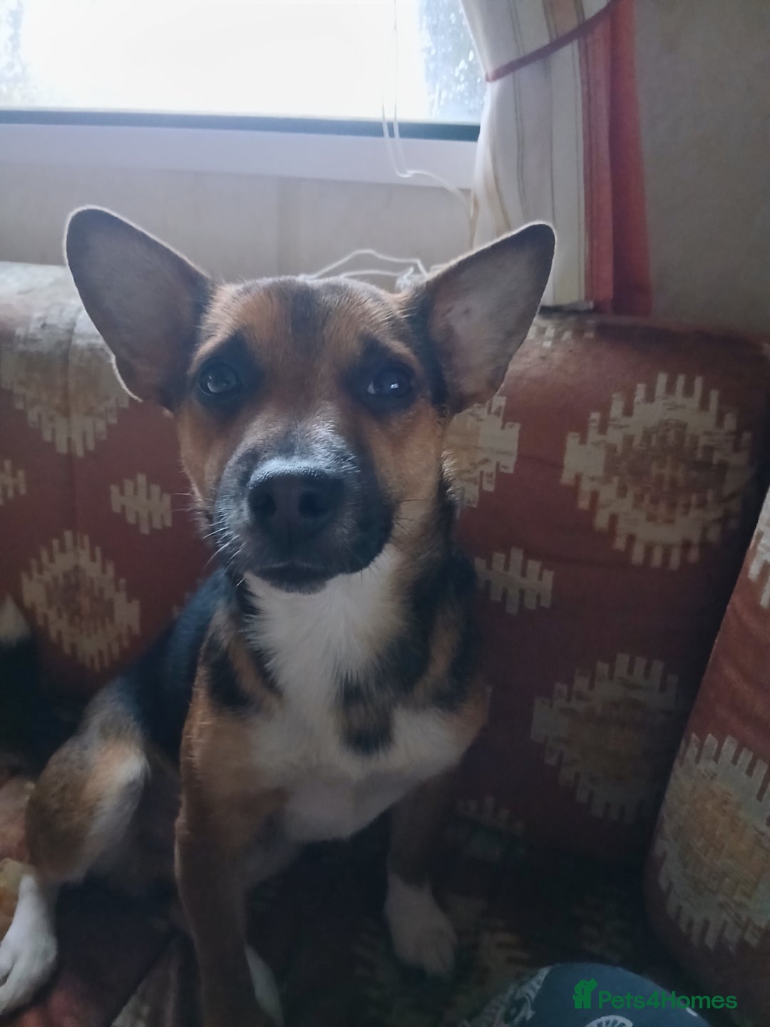 Jack Russell dogs for sale: Paddy the gentle jack - Advert 6