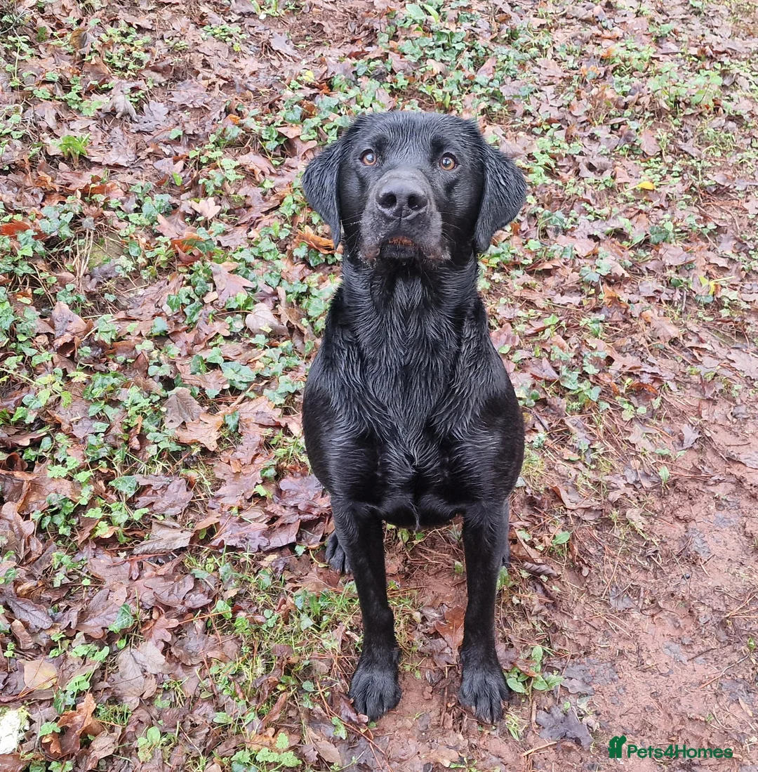 Labrador Retriever dogs for stud: KC Health Tested Labrador Stud 0/0 Hips/ Elbows - Advert 4