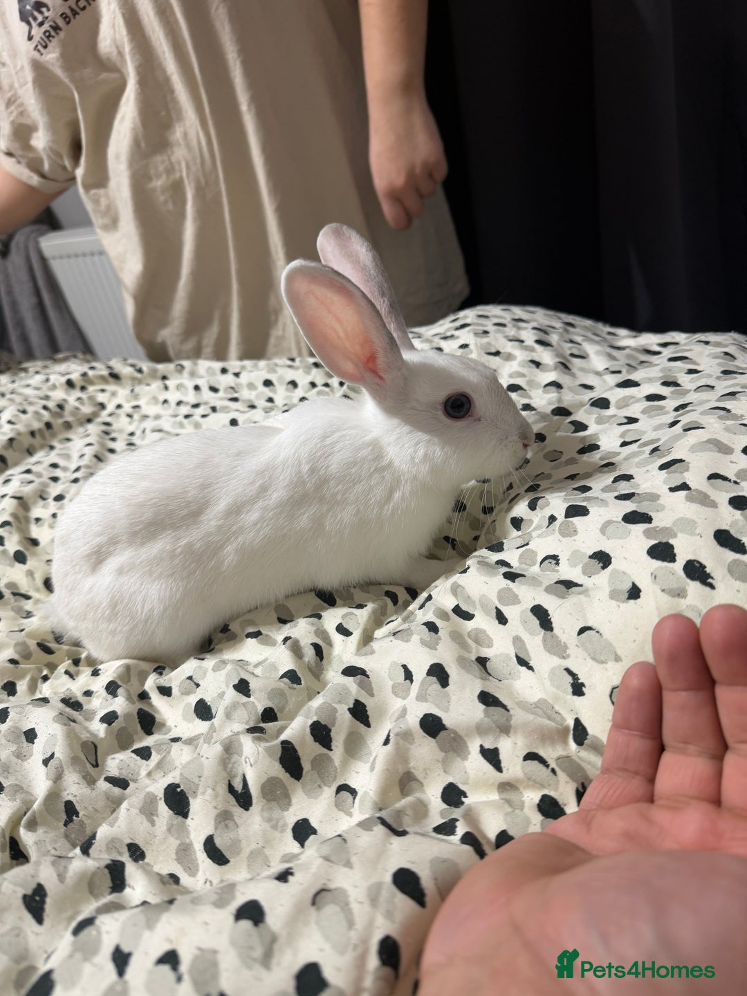 Lionhead rabbits for sale: Two female white rabbits - Advert 2