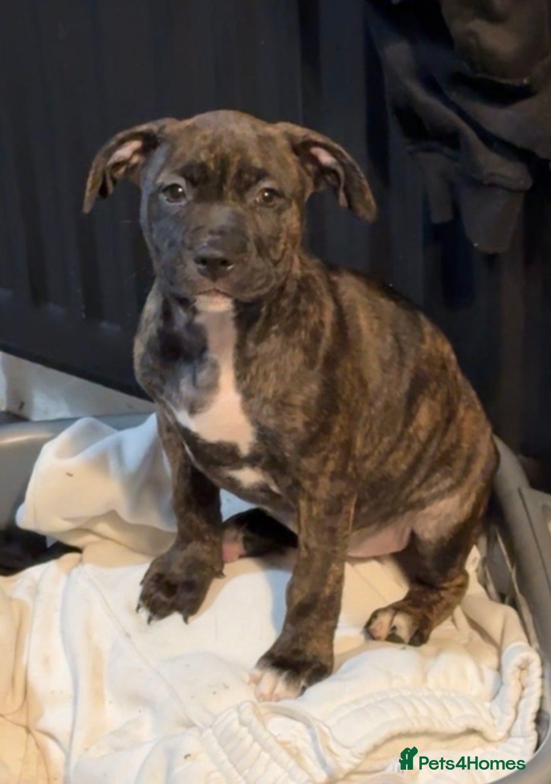 Mixed Breed dogs for sale: 2 beautiful little girls cane corse/ staff - Advert 2