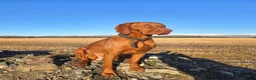 Hungarian Vizsla dogs for sale: Hungarian Wirehaired Vizsla in Falkirk - Advert 2