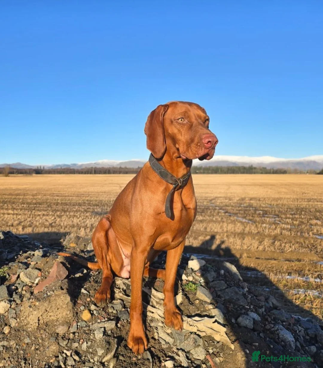 Hungarian Vizsla dogs for sale: Hungarian Wirehaired Vizsla in Falkirk - Advert 2