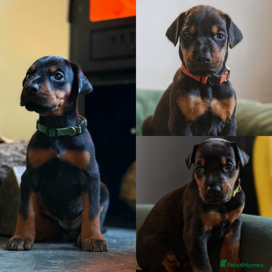 Dobermann dogs for sale: 🐾 Dobermann puppies/KC reg🐾 Top Pedigree - Advert 23