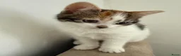 Mixed Breed cats for sale: Calico female kitten - Advert 3