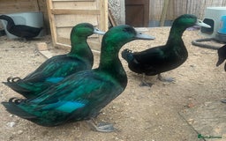 Ducks poultry for sale: Cayuga ducklings - Image 7