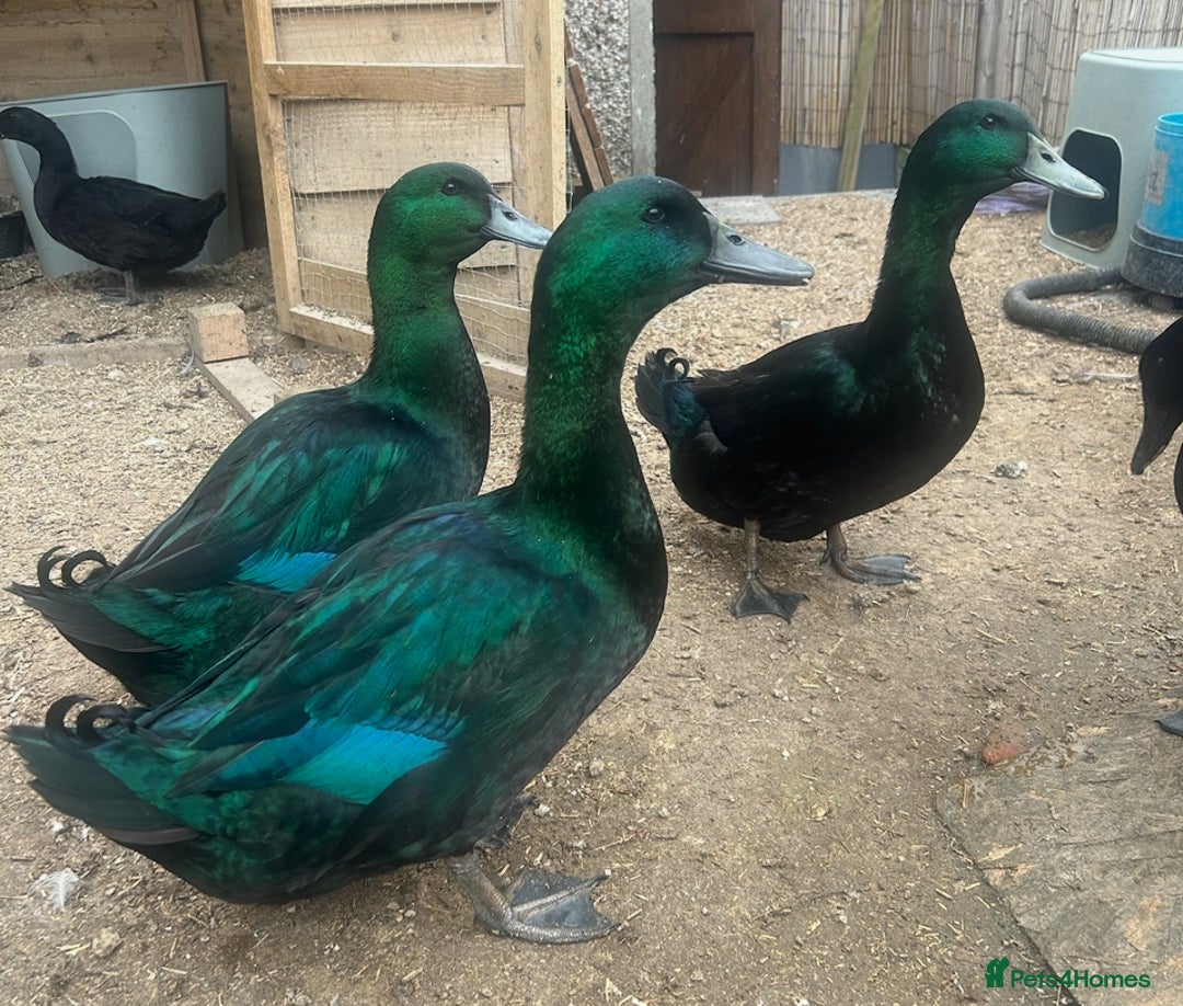 Ducks poultry for sale: Cayuga ducklings - Image 7