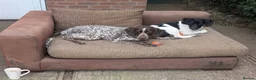 Mixed Breed dogs for adoption: ARCHIE,POINTER CROSS, LOOKING FOR HIS FOREVER HOME in Hereford - Advert 9