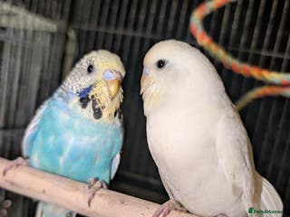 Budgerigars birds Budgies - Advert 9