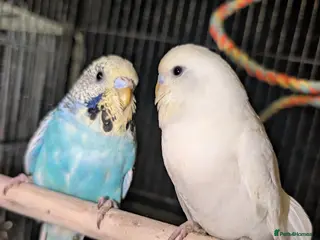 Budgerigars birds Budgies - Advert 12