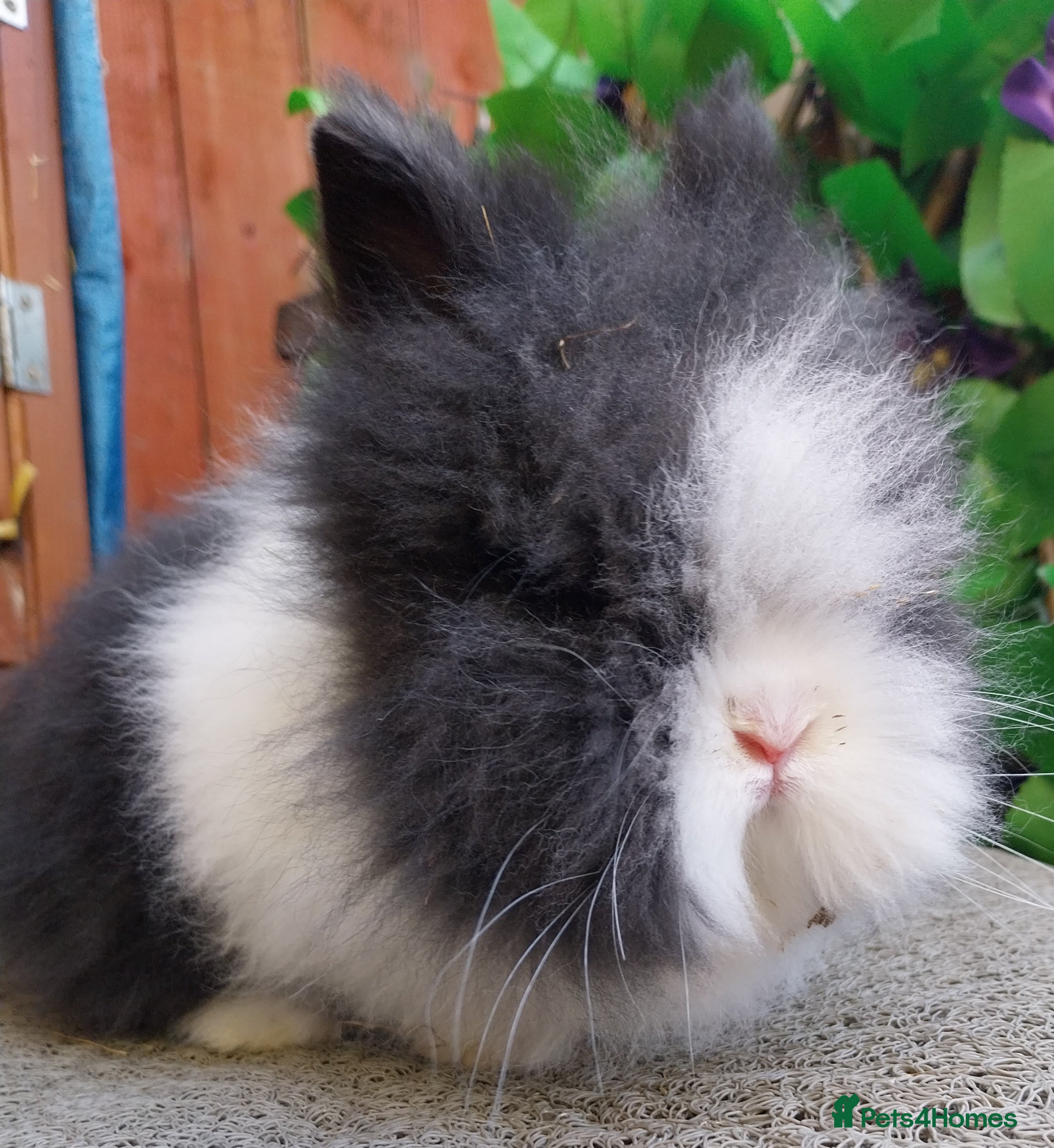 Lionhead rabbits 🚨 reduced 🚨Beautiful lionhead - Advert 12