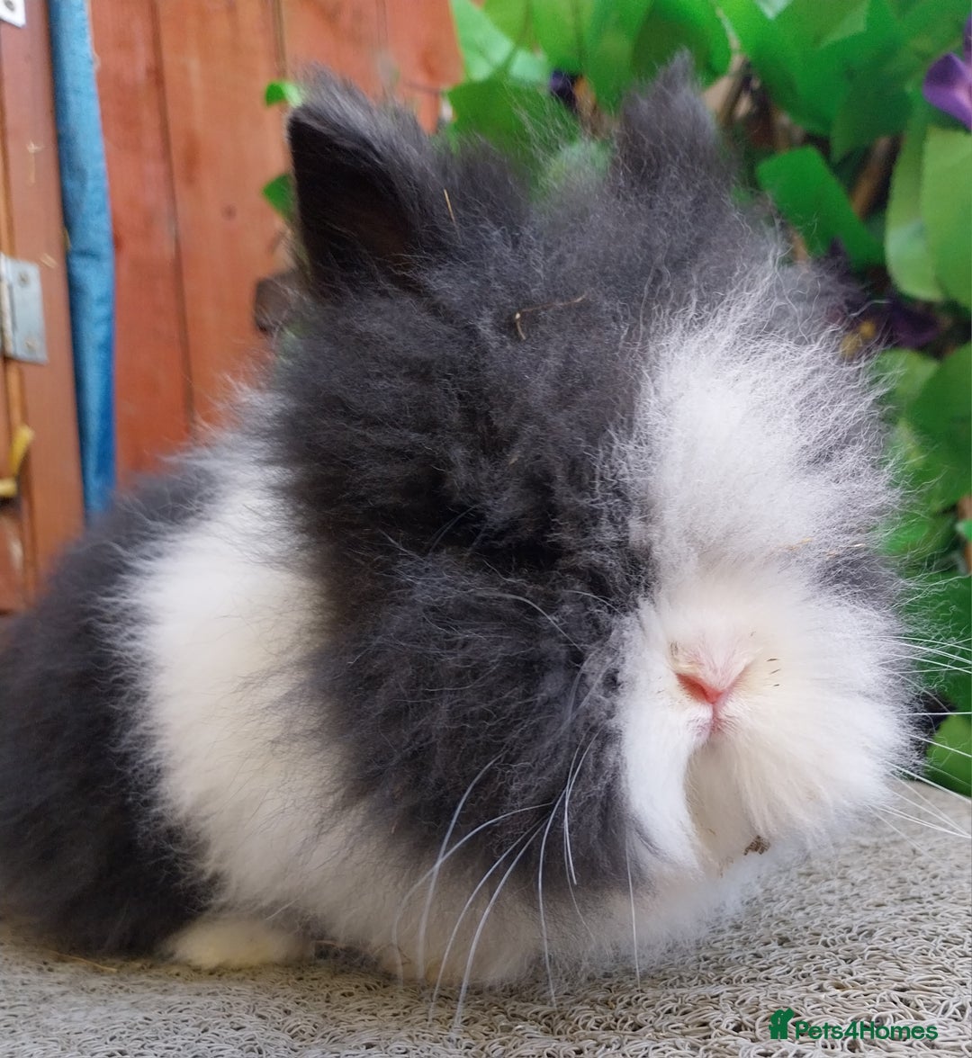 Lionhead rabbits for sale: Beautiful lionhead - Advert 1