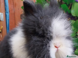 Lionhead rabbits Beautiful lionhead - Advert 8