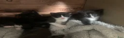 Mixed Breed cats for sale: Mixed cute Persian kittens - Advert 4