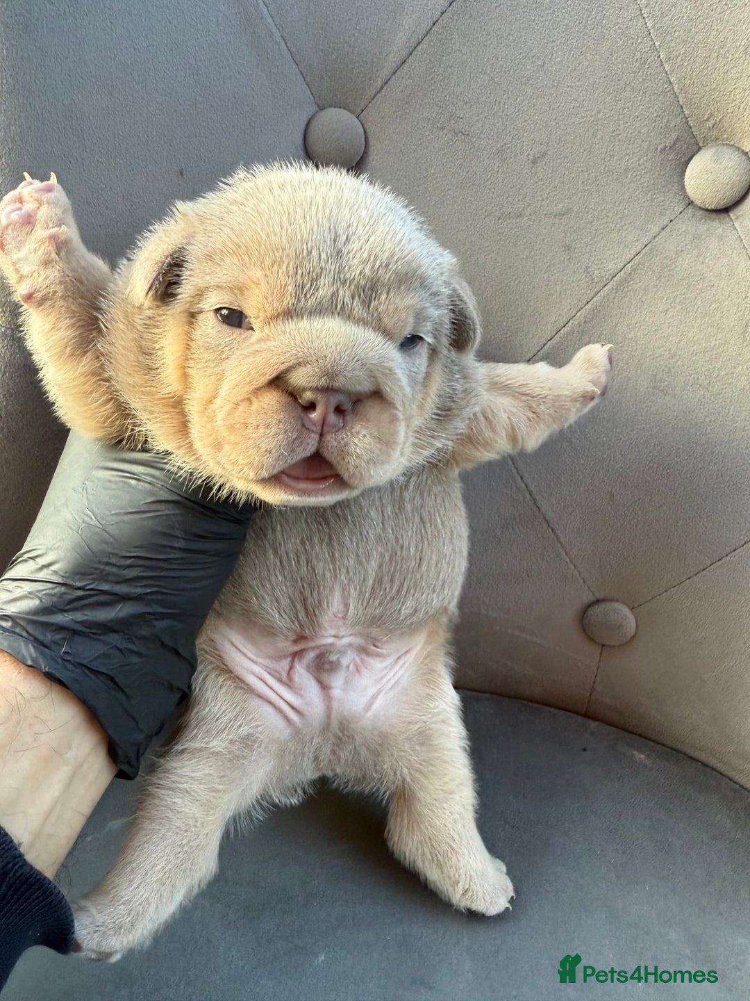 English Bulldog dogs for sale: KC Quality English Bulldogs  - Image 17