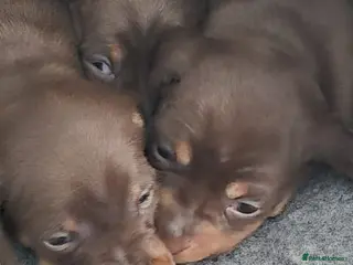 Miniature Dachshund dogs Miniture dachshund smooth hair puppies - Advert 4