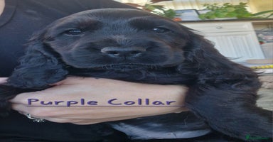 Cocker Spaniel dogs - Advert 12