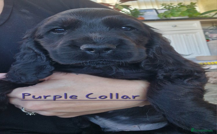 Cocker Spaniel dogs - Advert 4